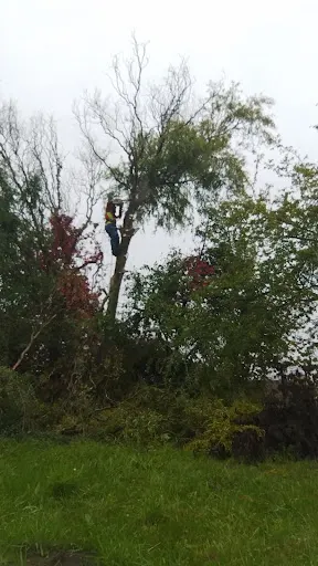 Pielęgnacja i wycinka drzew Lasomir Opole